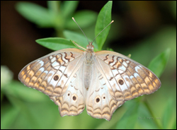Butterflies - Everglades National Park (U.S. National Park 