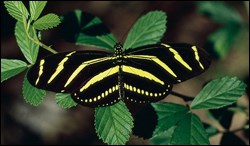Insects, Spiders, Centipedes, Millipedes - Everglades National Park (.  National Park Service)