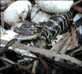 Photograph showing alligator hatchling and eggs