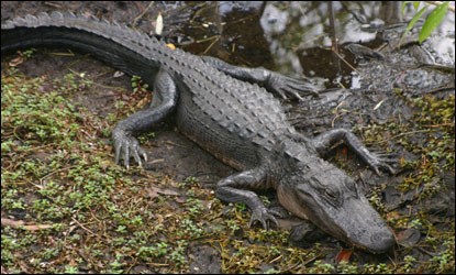 Crocodile Farm, Equator Visit, Fried Grasshoppers