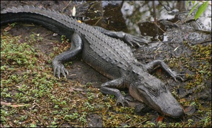 Photograph of American alligator