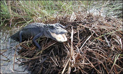 Female alligator on top of her nest