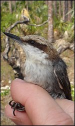 Photograph of Brown-headed Nuthatch