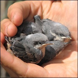 Brown Nuthatch nestlings