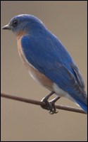 Eastern Bluebird Eastern Bluebird