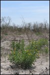 View of Coastal Prairie