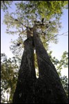 Looking Up at Cypress Tree