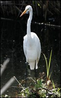 Great Egret