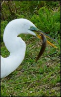 Great Egret Eating a Catfish