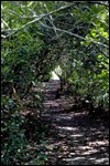 Hardwood Hammock Hardwood Hammock