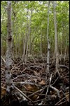 Mangrove Forest Mangrove Forest