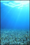 Underwater Scene Underwater Scene