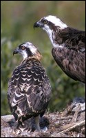 Osprey with Chick