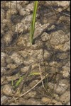 Closeup of Periphyton