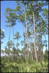 Pinelands Pinelands