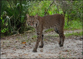 Species Profile: Bobcat - Everglades National Park (. National Park  Service)