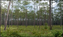 View of Pine Rocklands