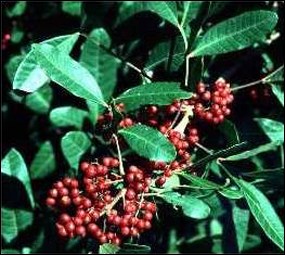 Close-up of Braziian pepper