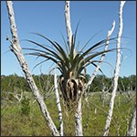 Giant air plant