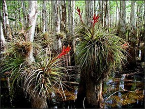 Bromeliads, popularly known as air plants, growing on cypress trees.
