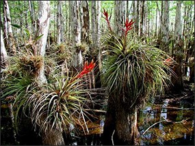 Bromeliads, popularly known as air plants, growing on cypress trees. Bromeliads, popularly known as air plants, growing on cypress trees.