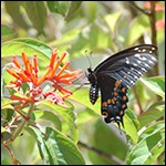 Butterfly on flower