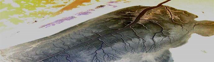 capesable_banner