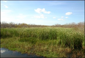 Cattails