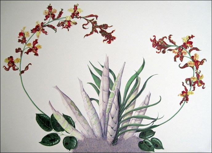 Cowhorn orchid Cowhorn orchid