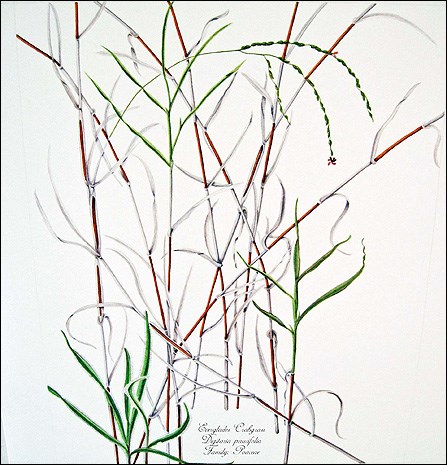Everglades crabgrass Everglades crabgrass
