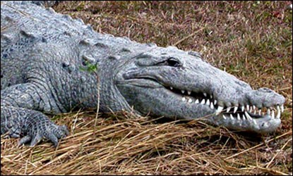 Photograph of American crocodile