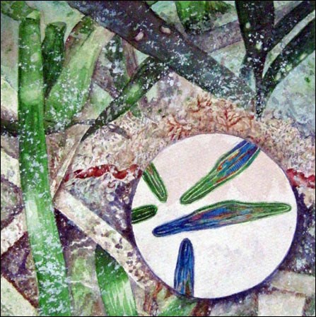 Marine diatoms and turtle grass in Florida Bay Marine diatoms and turtle grass in Florida Bay