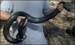 Eastern Indigo Snake: Species Profile - Everglades National Park (U.S. National Park Service)