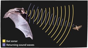 Bat using echolocation to forage for food