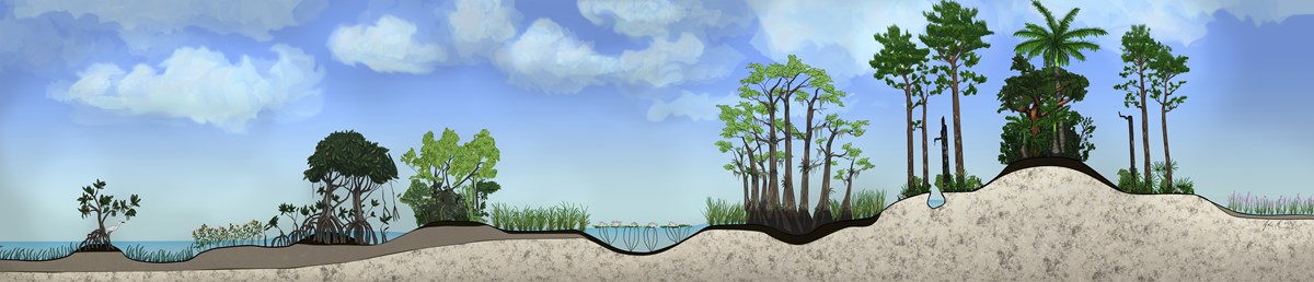 A drawing of the various habitats of the Everglades viewed from the side showing relative elevation