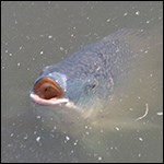 Fish at the surface of the water