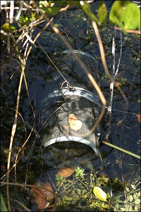 Fish trap set in freshwater slough Fish trap set in freshwater slough