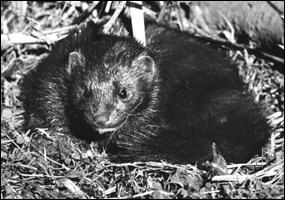 Florida mink Florida mink
