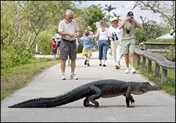 Animals - Everglades National Park (. National Park Service)