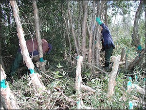 Crews removing exotic vegetation in the Everglades