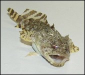 Gulf toadfish