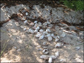 Eggshells left behind by hatchlings from a successful sea turtle nest