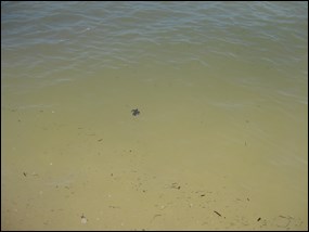 Sea turtle hatchling off to make its way in the world