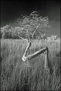 Tenacious tree damaged by hurricanes past