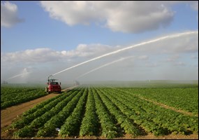 Photograph showing sprinkler irrigation of an agricultural field.