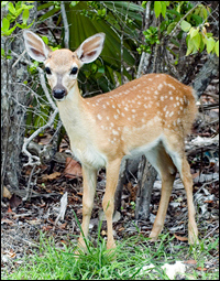 Mammals - Everglades National Park (. National Park Service)