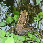 Leopard frog