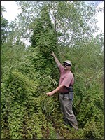 Old World climbing fern with a human for scale Old World climbing fern with a human for scale