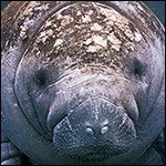Face of West Indian manatee