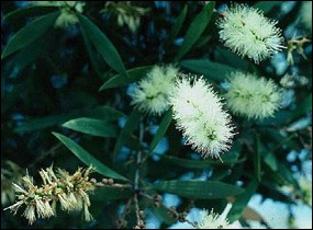 Flowering melaleuca